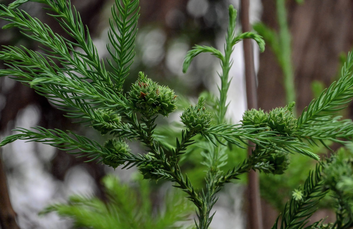 Image of Cryptomeria japonica specimen.