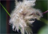 Clematis × jackmanii
