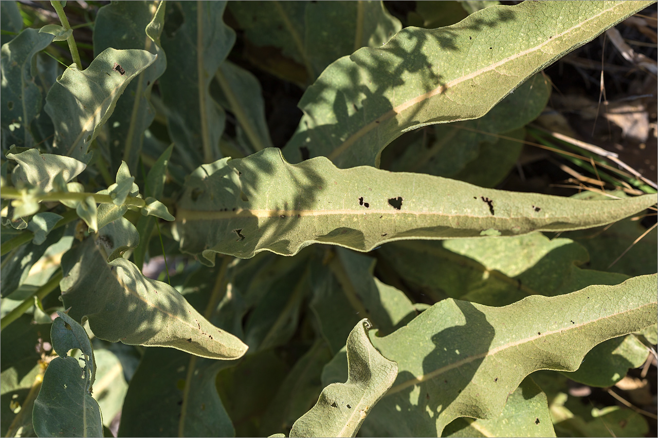 Изображение особи род Verbascum.