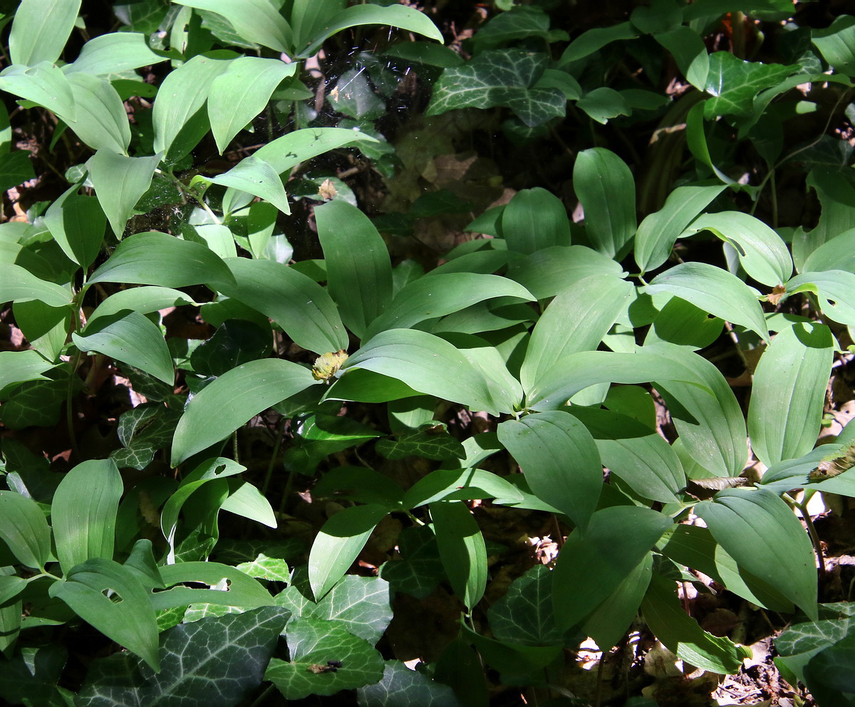 Image of Polygonatum glaberrimum specimen.