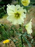 Alcea rugosa