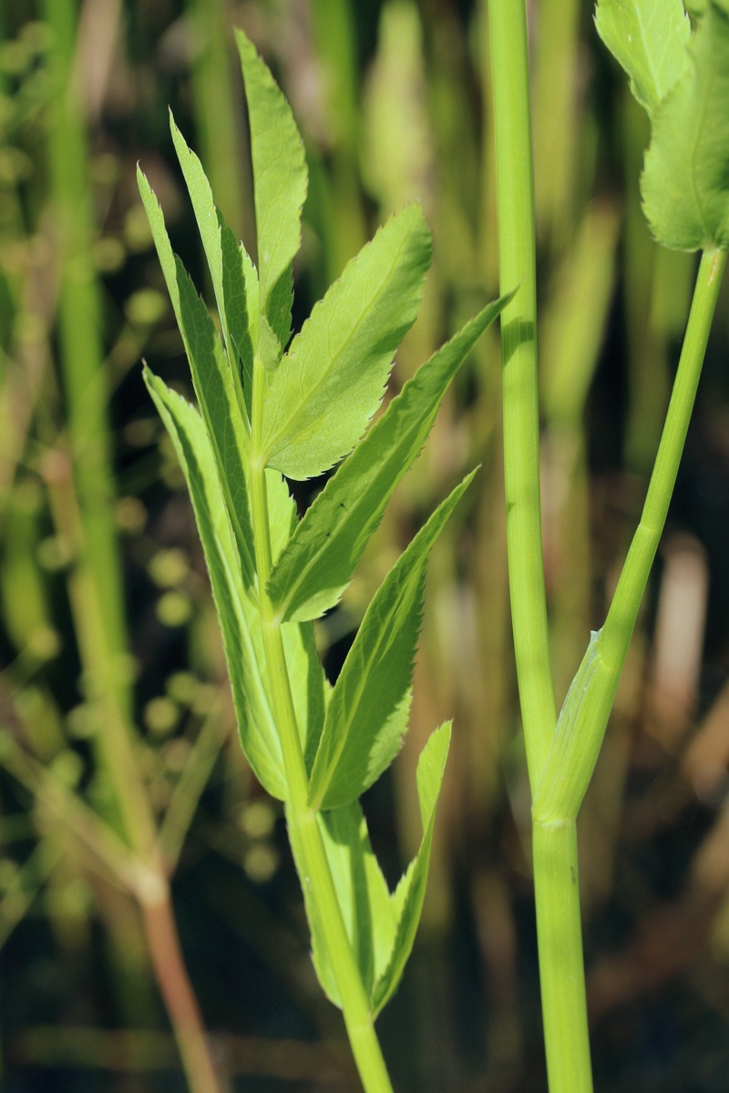 Изображение особи Sium latifolium.
