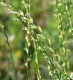 Lolium multiflorum