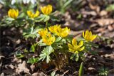 Eranthis hyemalis