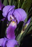 Iris × hybrida