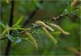 Salix triandra. Часть ветви с мужскими соцветиями и листьями. Московская обл., Раменский р-н, окр. дер. Хрипань, садовый участок. 20.05.2025.