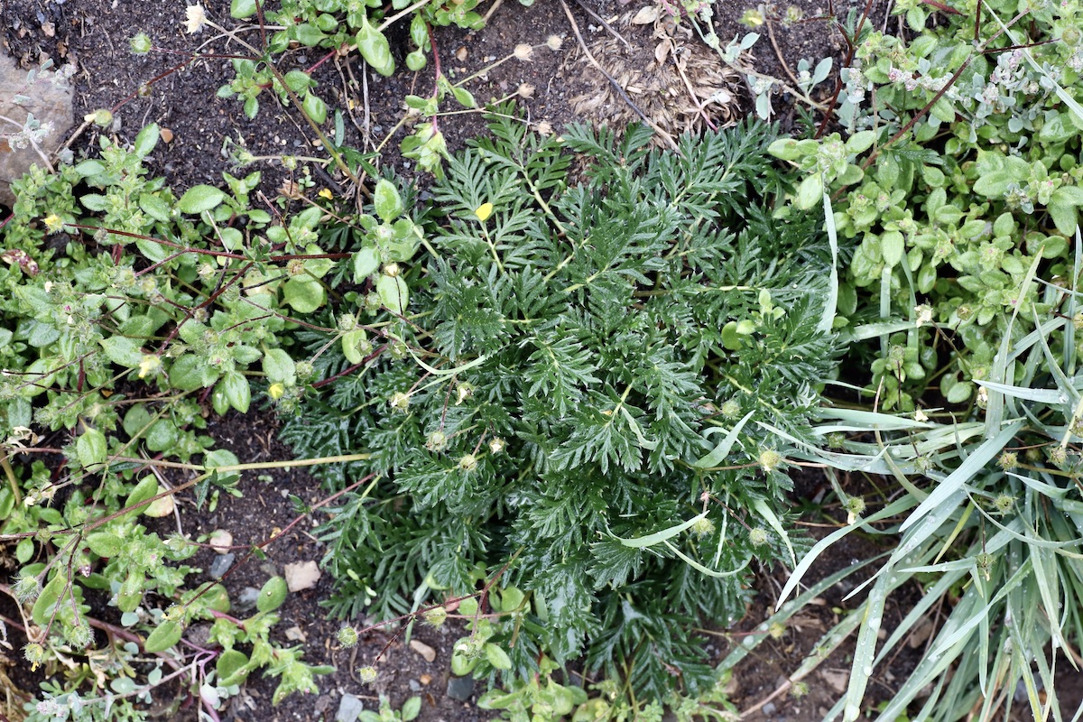 Image of Potentilla multifida specimen.