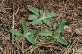 Pilosella officinarum