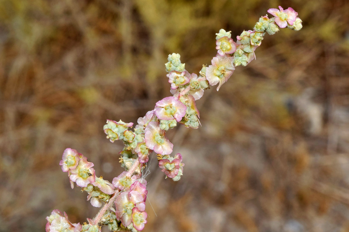 Image of familia Chenopodiaceae specimen.