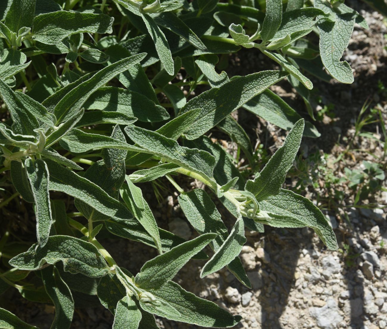 Изображение особи род Phlomis.