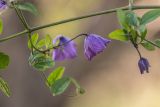Clematis viticella