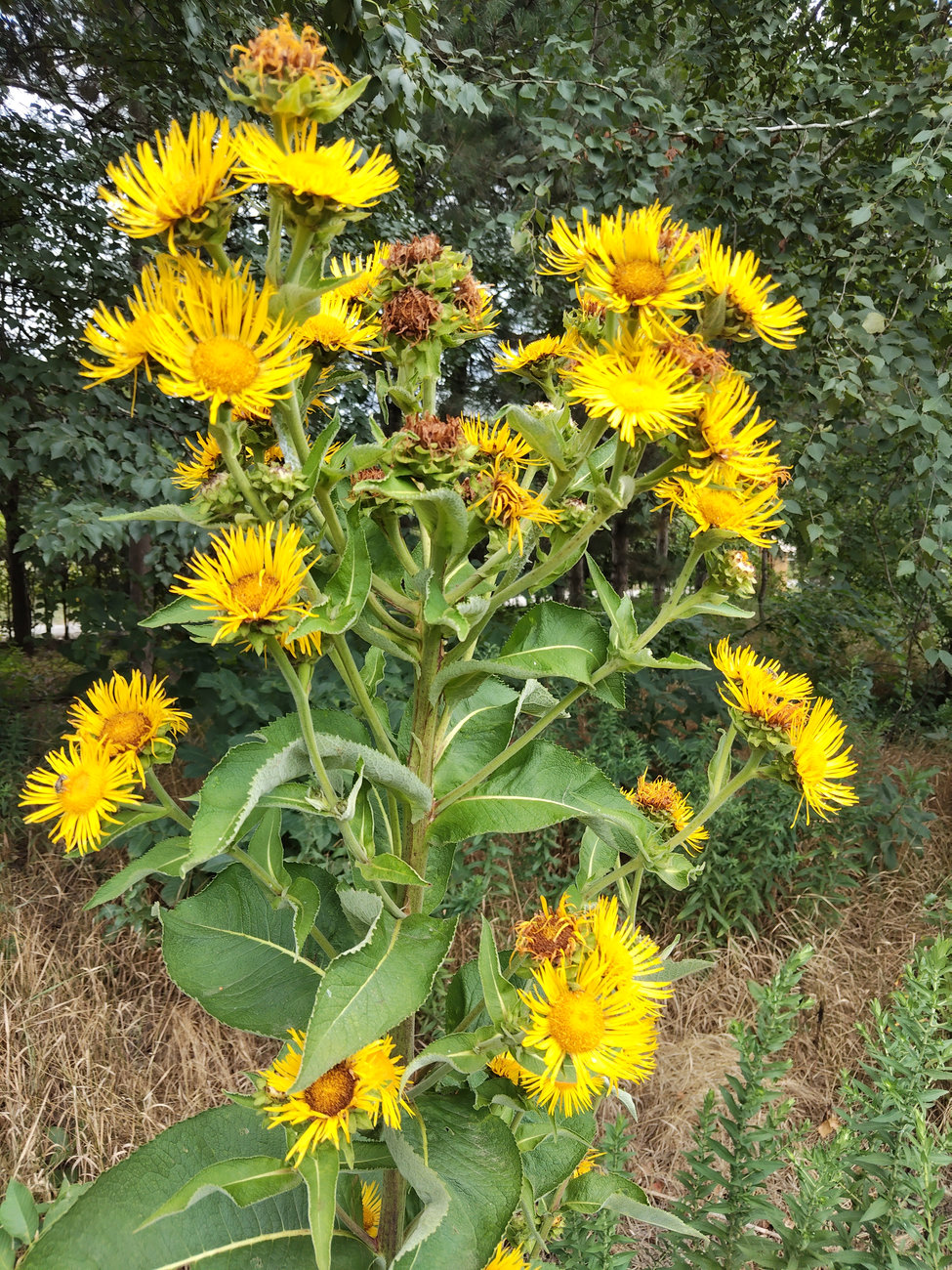 Image of Inula helenium specimen.