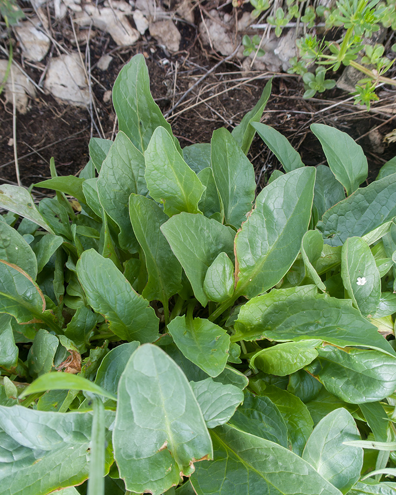 Изображение особи Valeriana alpestris.