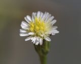 Symphyotrichum variety squamatum