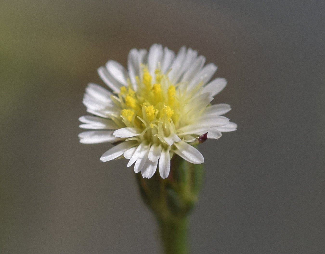 Изображение особи Symphyotrichum subulatum var. squamatum.