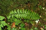 genus Polystichum