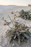 Matthiola fragrans. Цветущее и плодоносящее растение, присыпанное мелом. Волгоградская обл., Калачевский р-н, окр. станицы Голубинская, меловой склон. 06.09.2025.