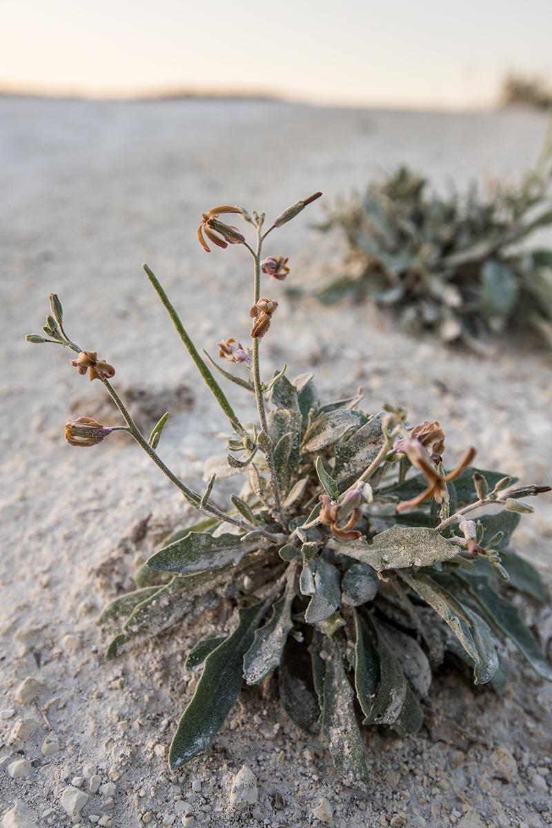 Image of Matthiola fragrans specimen.