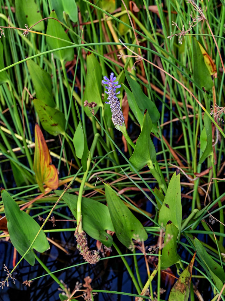 Изображение особи Pontederia cordata.