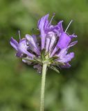 семейство Dipsacaceae
