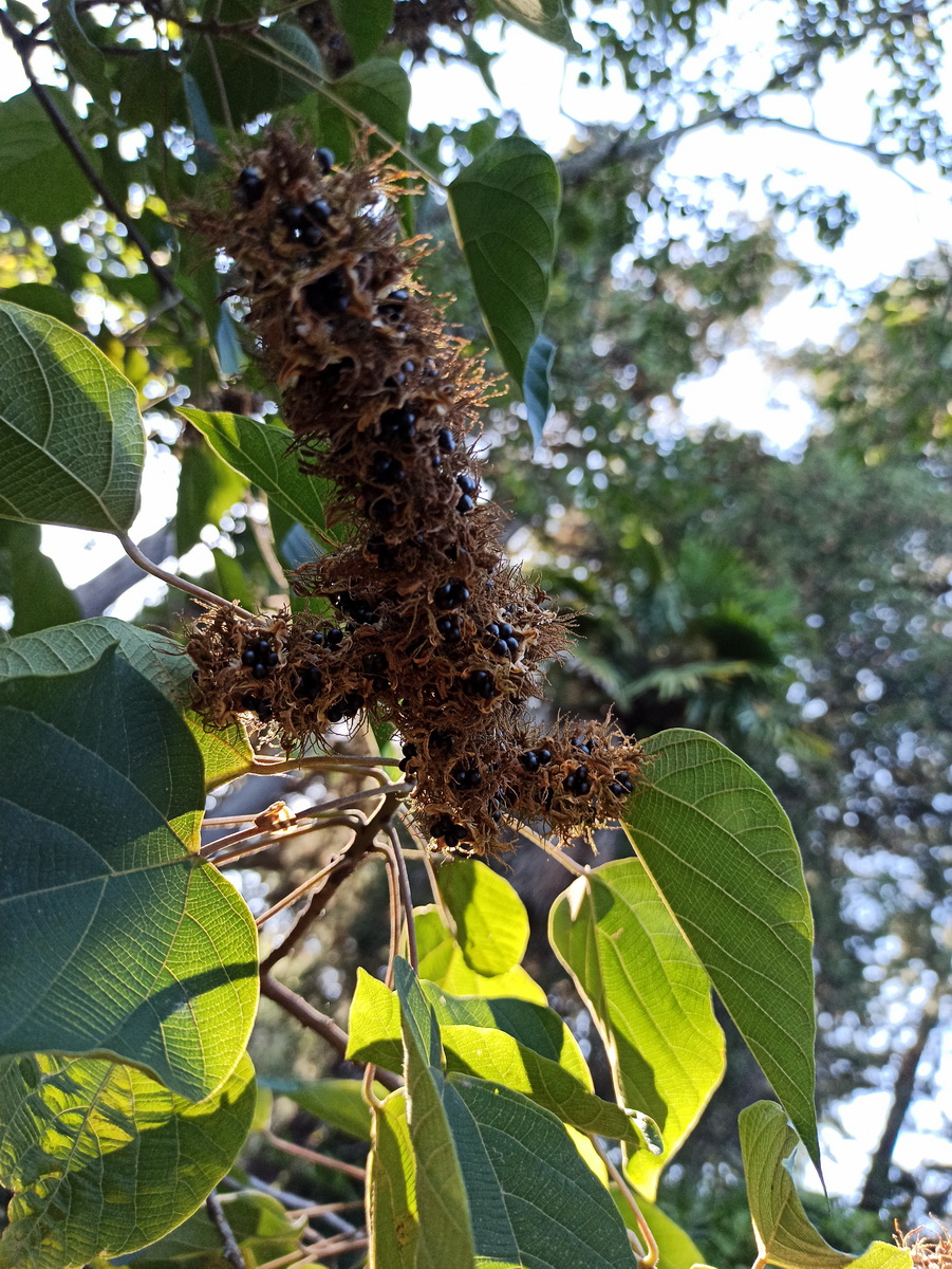 Image of Mallotus japonicus specimen.