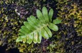 Polypodium vulgare. Вайя. Португалия, о-в Мадейра, национальный парк \"Фанал\", ≈ 1300 м н.у.м., на поросшей мхами скале. 21.08.2025.