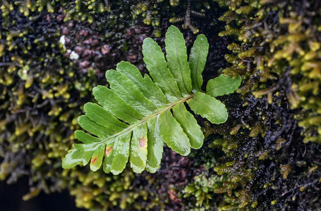 Изображение особи Polypodium vulgare.