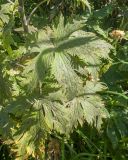 Изображение особи. Автор - Татьяна Винокурова