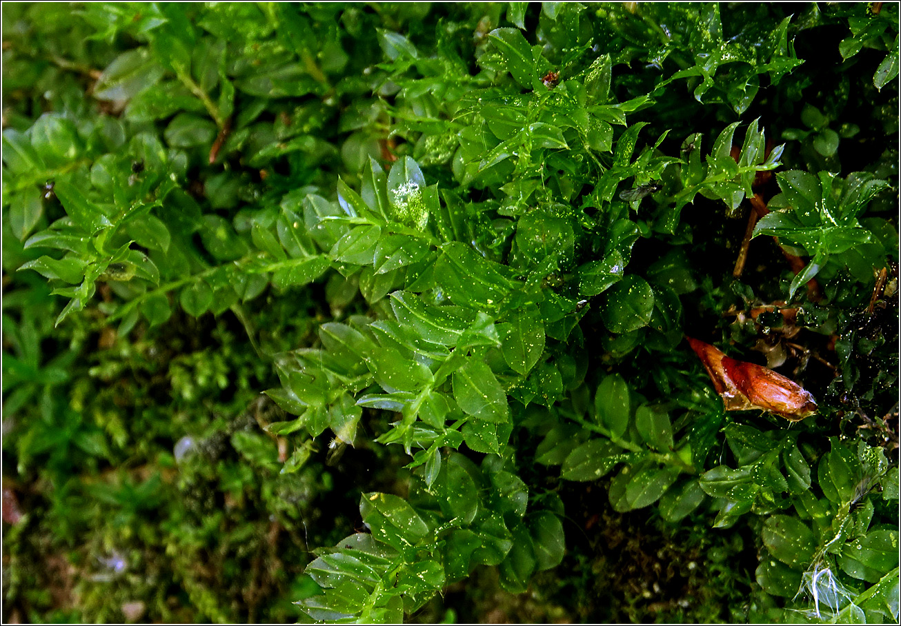 Image of Unknown species specimen.