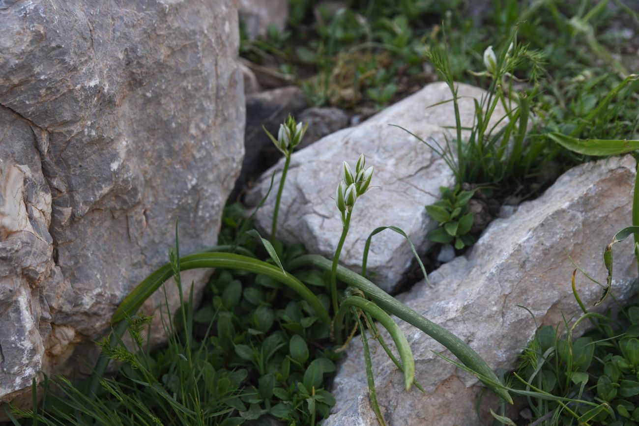 Image of genus Ornithogalum specimen.