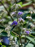 Vitex agnus-castus. Часть побега с распускающимся соцветием. Китай, г. Шанхай, в культуре. 25.05.2025.