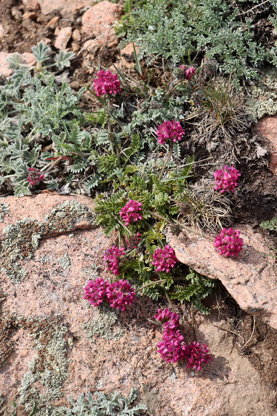 Image of Oxytropis arassanica specimen.