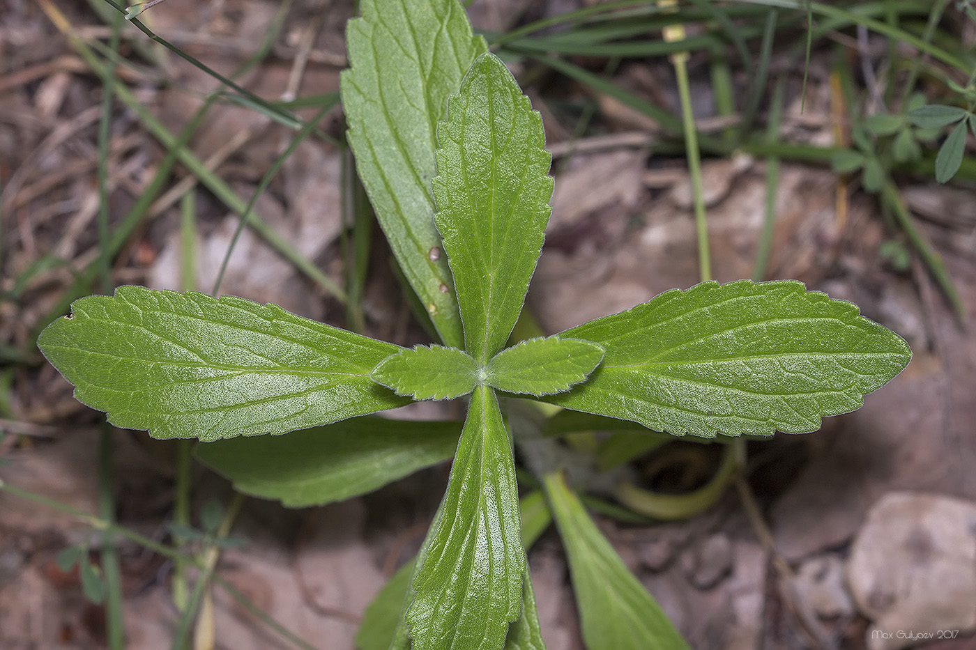 Image of class Magnoliopsida specimen.