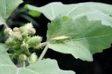 Xanthium orientale. Завязавшееся соплодие и лист с кормящимися(?) насекомыми. Приморский край, Уссурийский ГО, окр. с. Монакино, заросли за околицей. август 2025 г.