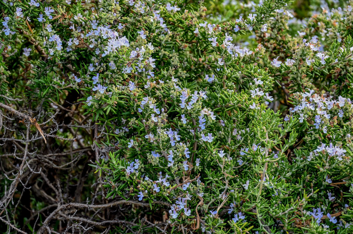 Изображение особи Rosmarinus officinalis.