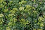 Crithmum maritimum. Верхушки побегов с соцветиями и завязавшимися соплодиями. Португалия, округ Лейрия, пос. Назаре, подножие каменистого склона. 07.08.2025.