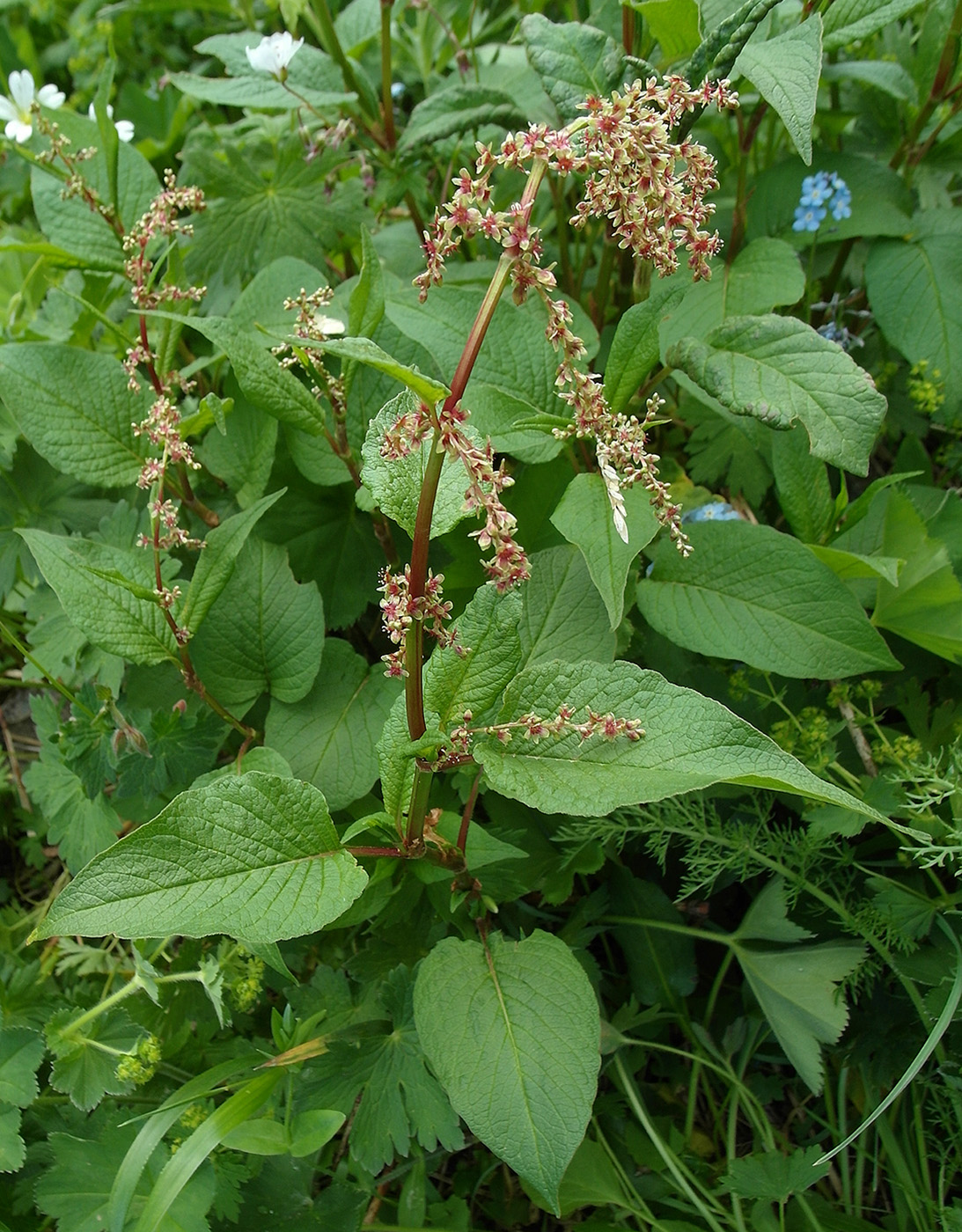 Изображение особи Aconogonon songaricum.