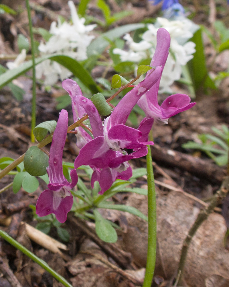 Изображение особи Corydalis caucasica.