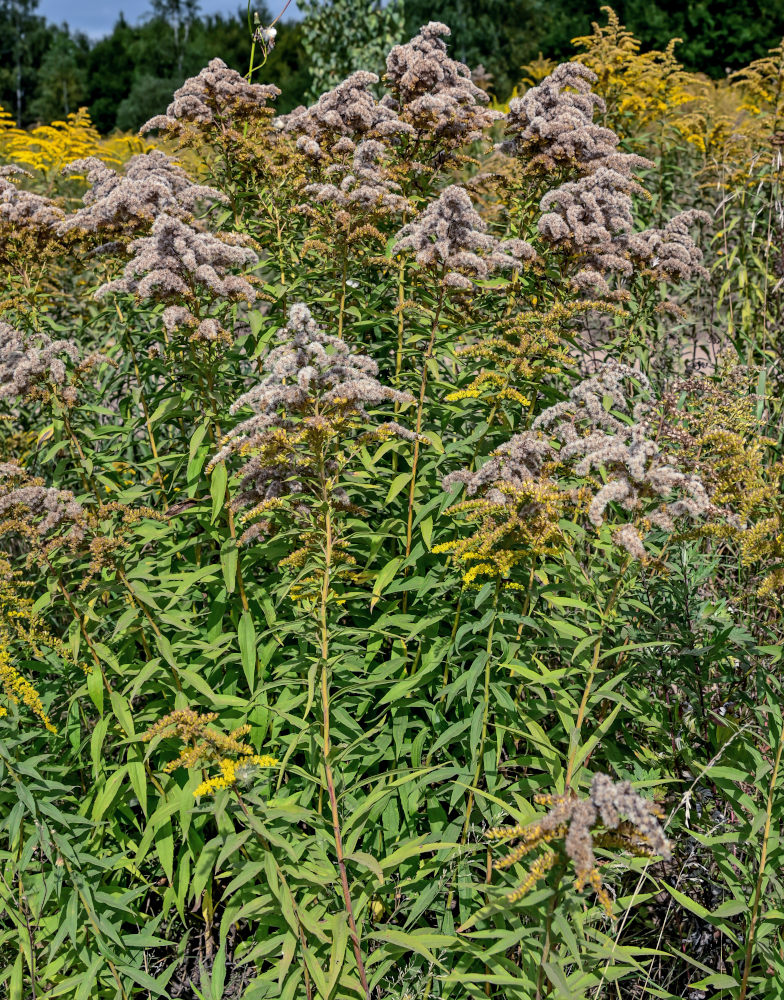 Изображение особи Solidago canadensis.