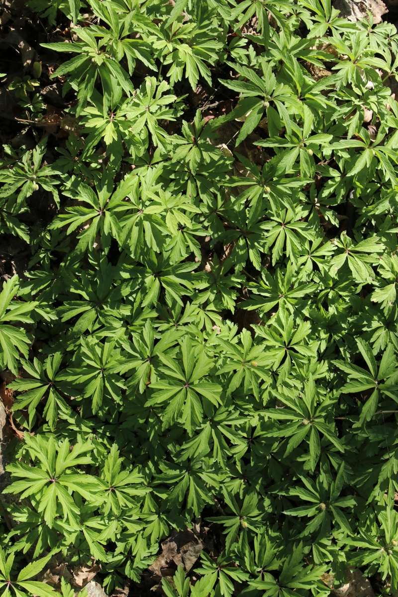 Изображение особи Anemone ranunculoides.