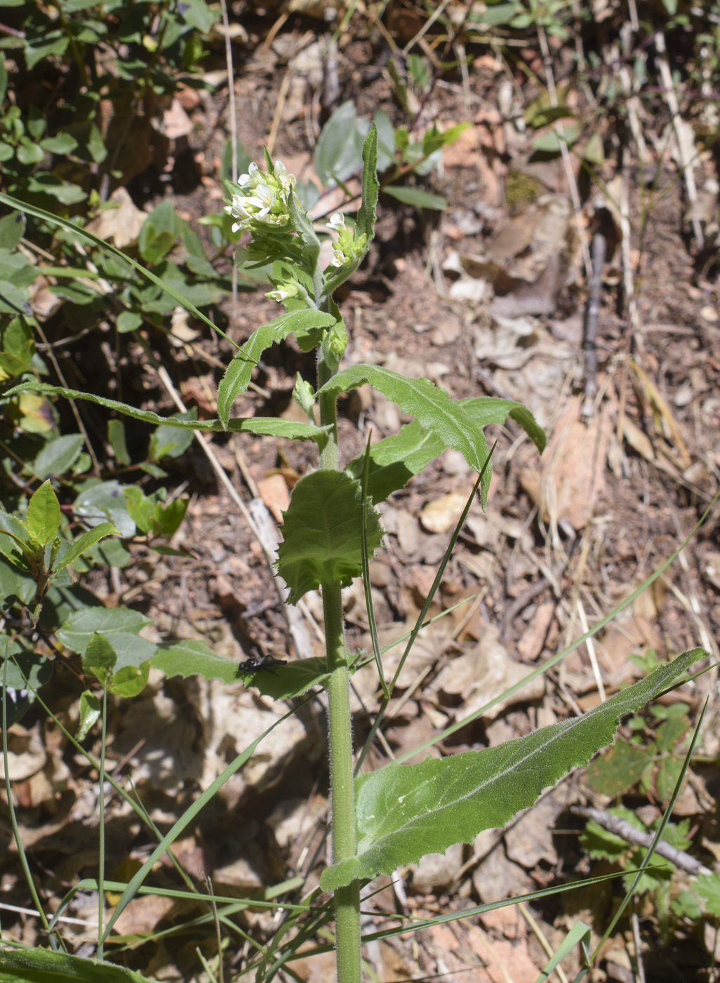 Изображение особи Arabis turrita.