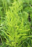 Asparagus schoberioides. Верхняя часть растения в фазе бутонизации. Приморский край, Ханкайский р-н, окр. с. Новониколаевка, западный берег оз. Ханка между мысами Девичьи Пески и Рисовый, на лугу. 26.05.2026.