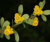 Berberis sibirica. Часть цветущей ветки. Санкт-Петербург, парк Ботанического сада БИН РАН, в культуре. 16.05.2026.