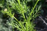genus Adonis. Часть побега. Грузия, край Самцхе-Джавахети, окраина с. Тмогви, окр. южного берега оз. Цунда, горная степь. 6 июня 2026 г.
