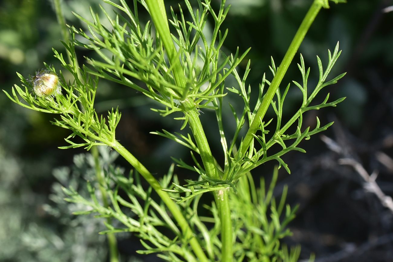 Image of genus Adonis specimen.