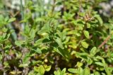 genus Thymus
