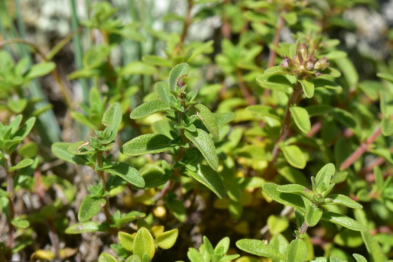 Image of genus Thymus specimen.