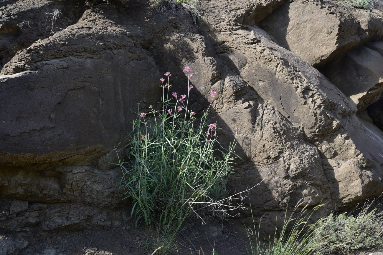Изображение особи Centranthus longiflorus.
