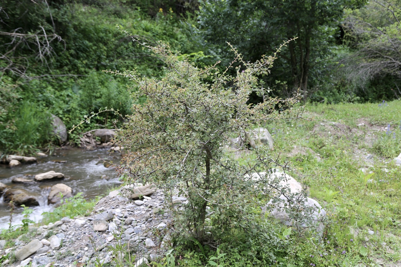 Image of Crataegus songarica specimen.