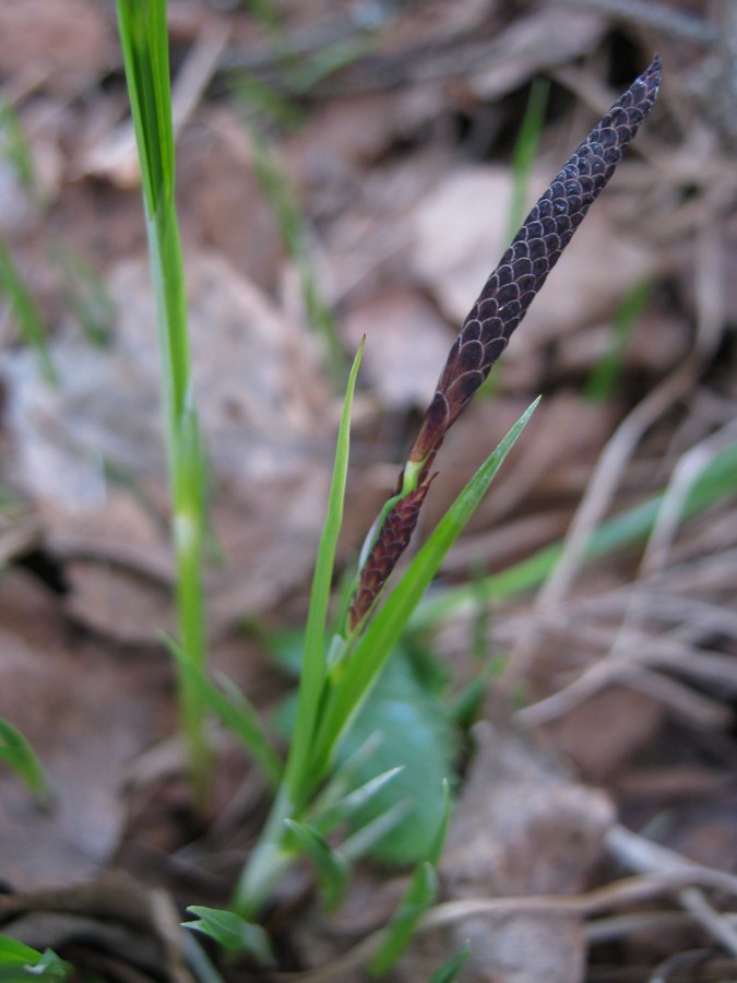 Image of Carex nigra specimen.